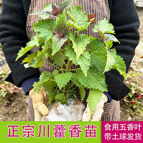 可食用四川藿香苗河南五香叶香草蔬菜苗草种植鱼香大茴香调料蘸料
