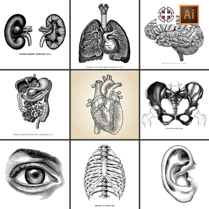大脑心脏耳朵眼睛肺部胸腔盆骨肾脏素描速写草图AI矢量设计素材