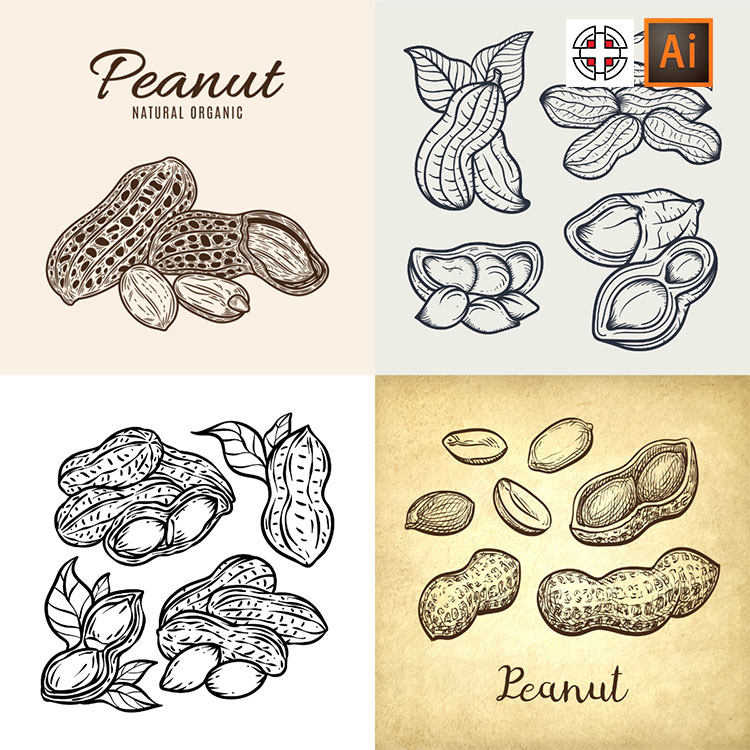 黑白手绘白描线描线条素描草图坚果花生插画元素ai矢量设计素材