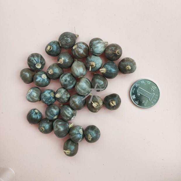 散珠子diy天然草籽草珠子籽种