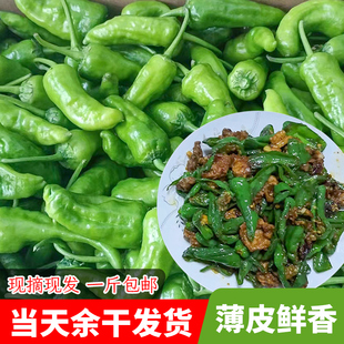江西余干辣椒当天新鲜采摘江西特产枫树小辣椒农家自种皮薄肉厚脆
