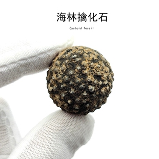 泥盆纪海林檎海百合漂浮器化石天然原石棘皮动物化石科普教学标本