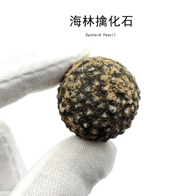天然摩洛哥海百合漂浮器化石标本