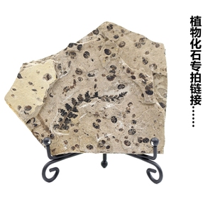 内蒙道虎沟侏罗纪植物天然燕辽杉异羽叶种子果实化石科普教学标