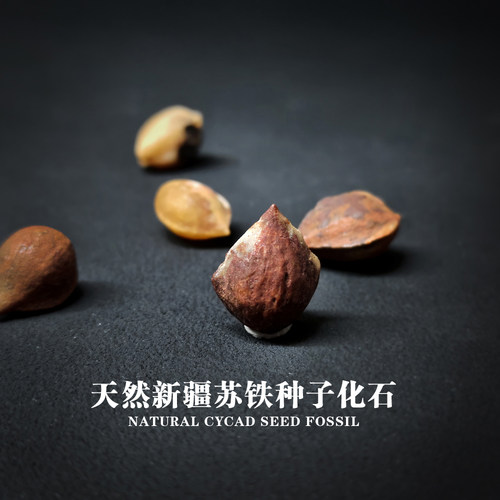 天然新疆苏铁种子白垩纪化石标本