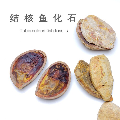 马达加斯加结核鱼化石头教学标本