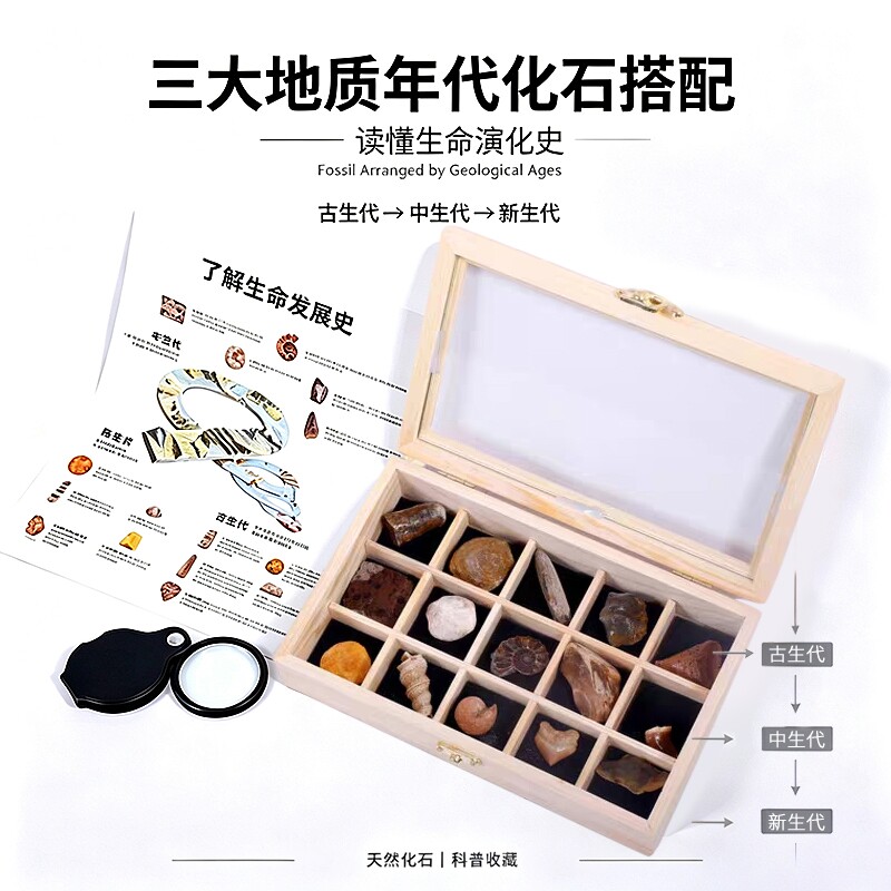 古生物化石天然古海洋生命发展史礼盒动物牙齿原石头标本收藏科普