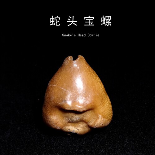 天然印度尼西古生物化石蛇头宝螺