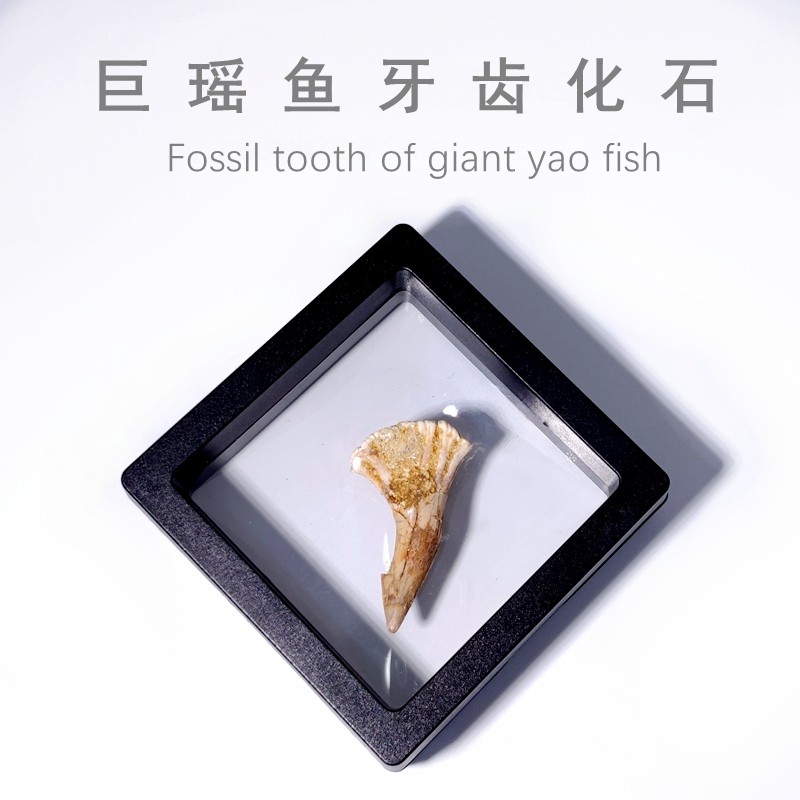 天然古生物巨瑶鱼牙齿化石动物牙齿化石原石头教学标本摆件收藏