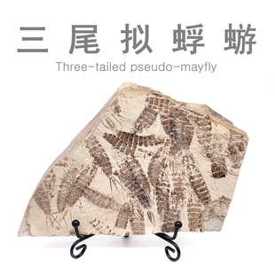 三尾拟浮游化石标本原石天然古生物化石昆虫化石三尾拟蜉蝣教学标