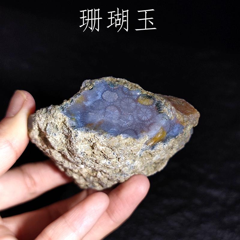 印尼冰种珊瑚玉原石菊花石古生物化石头标本雕刻原料科普教学礼物