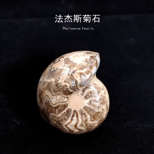 摩洛哥古生物法杰斯菊石天然原石化石原石头地质科普摆件教学标本