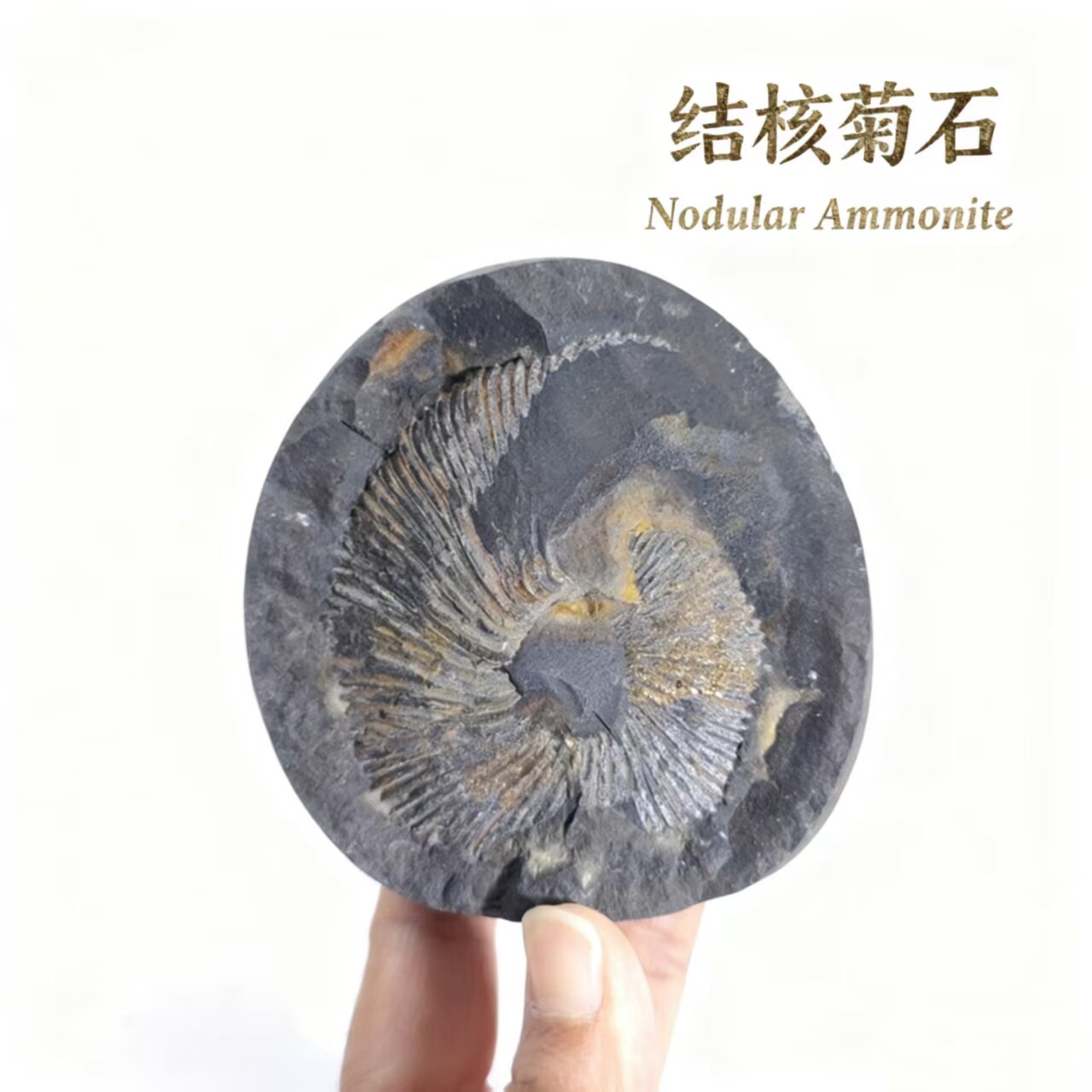 天然古生物化石侏罗纪巴布亚结核菊石原石化石头地质科普教学标本,饰品/流行首饰/时尚饰品新,摆件,淘宝优惠券,粉丝福利购,淘宝优惠卷