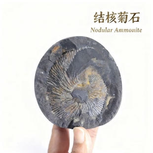 天然古生物化石侏罗纪巴布亚结核菊石原石化石头地质科普教学标本