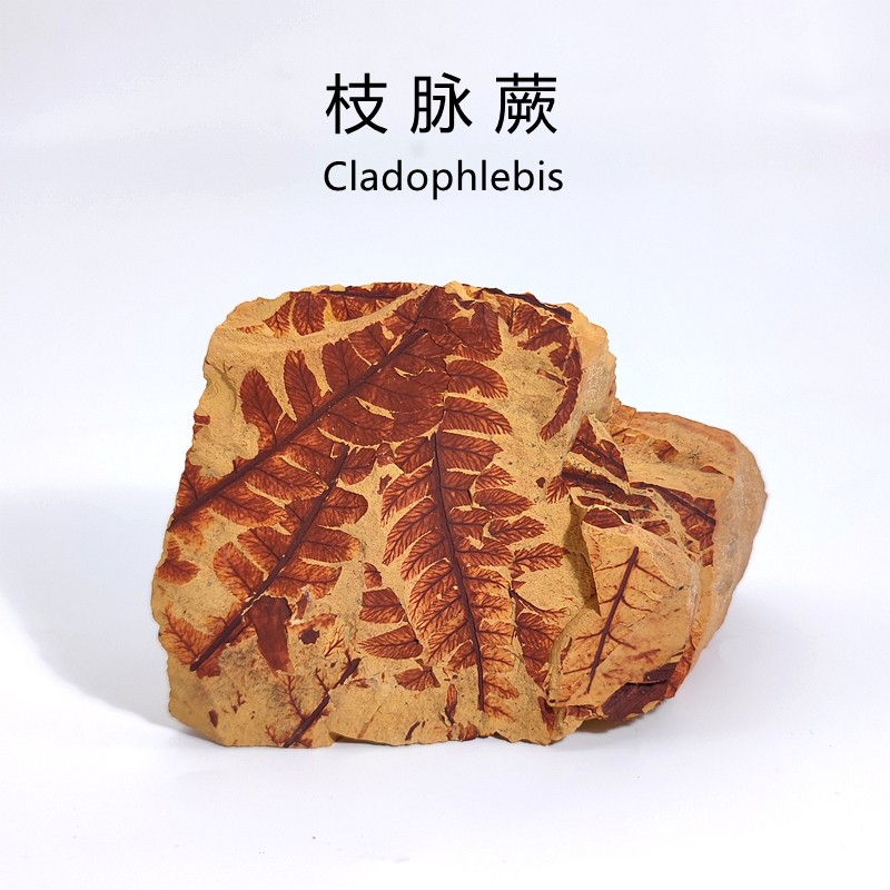 侏罗纪枝脉蕨古植物生物蕨类化石天然原石头地质科普教学标本摆件