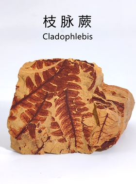 侏罗纪枝脉蕨古植物生物蕨类化石天然原石头地质科普教学标本摆件