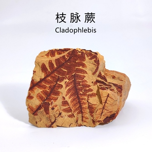 侏罗纪枝脉蕨古植物生物蕨类化石天然原石头地质科普教学标本摆件