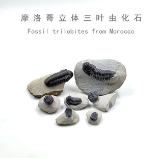 化石标本原石天然钟头虫摩洛哥泥盆纪立体三叶虫化石蚜头虫镜眼
