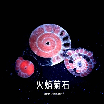 天然荧光矿物火焰菊石头化石标本