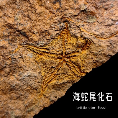 天然海蛇尾棘皮动物生物化石标本