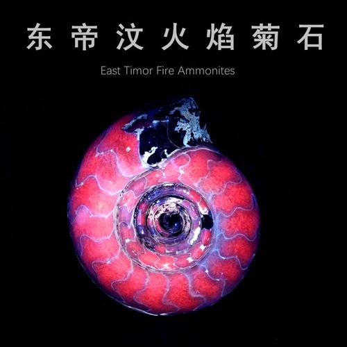 东帝汶火焰菊石荧光标本摆件