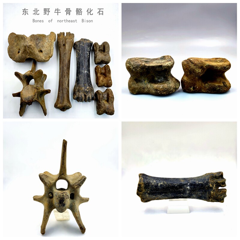 天然冰河时期骨头化石科普教学标本骨头化石标本摆件野牛猛犸化石