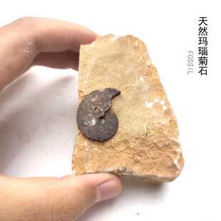撒哈拉沙漠古海洋玛瑙化菊石海螺化石天然原石头地质科普教学标本