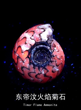 二叠纪东帝汶火焰菊石荧光化石矿物地质科普教学标本收藏摆件