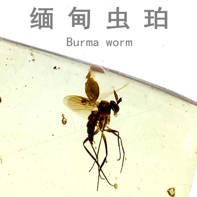 天然缅甸原石昆虫琥珀标本