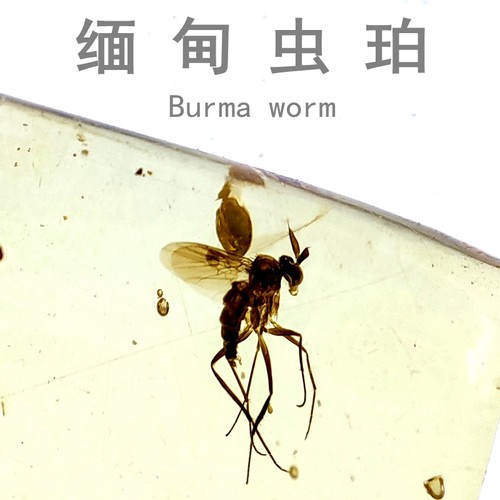 天然缅甸原石昆虫琥珀标本