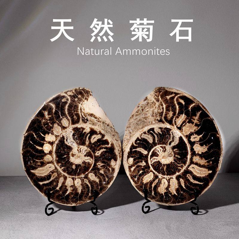 天然摩洛哥乳突菊石切片古海洋生物化石摆件儿童地质科普教学标本