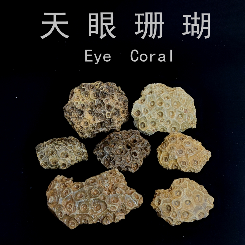 幅环珊瑚化石原石单体天眼珊瑚玉古生物化石原石摆件科普教学标本