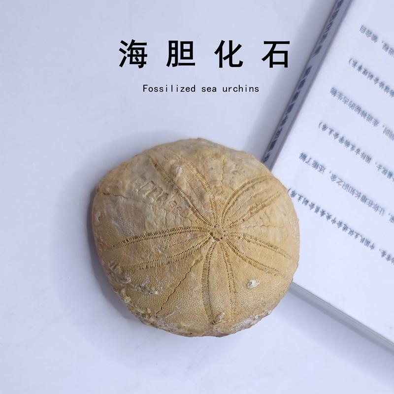 天然摩洛哥海胆棘皮动物化石标本