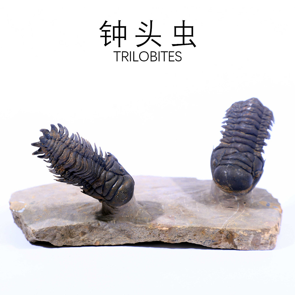 摩洛哥精修天然三叶虫钟头镜眼虫化石原石头摆件地质科普教学标本,饰品/流行首饰/时尚饰品新,摆件,淘宝优惠券,粉丝福利购,淘宝优惠卷