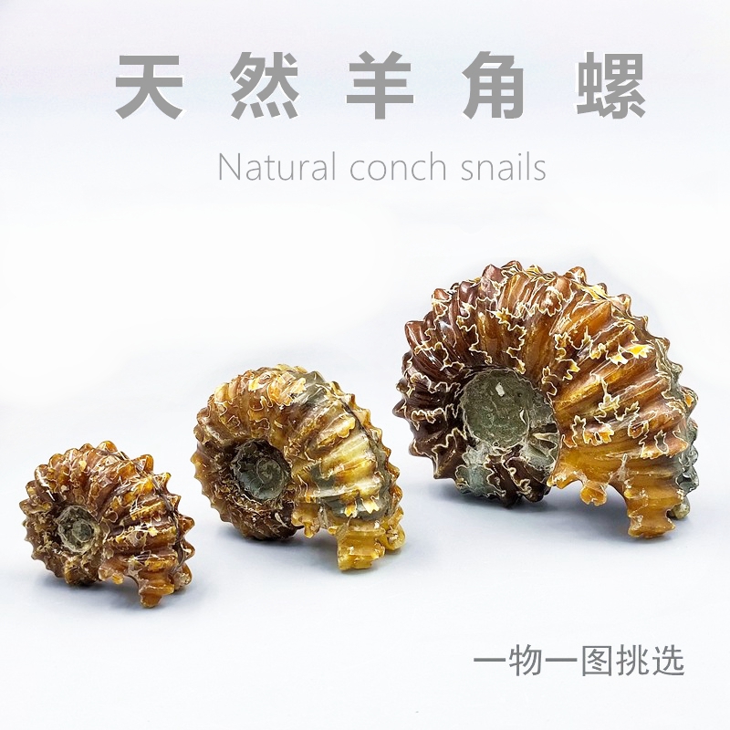 天然古海洋生物化石原石头教学标本窦唯雷菊石斑彩螺发财螺手把件
