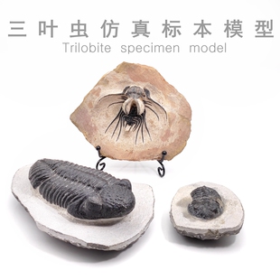 摩洛哥泥盆纪海洋生物化石天然三叶虫仿真模型工艺品科普教学标本