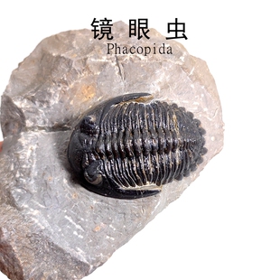化石标本原石头钟头虫摩洛哥天然泥盆纪立体三叶虫化石蚜头虫镜眼