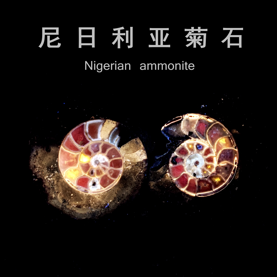 尼日利亚菊石化石原石天然荧光矿物斑彩螺七彩螺地质科普教学标本