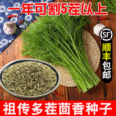 割茬小茴香种子菜种籽阳台盆栽大
