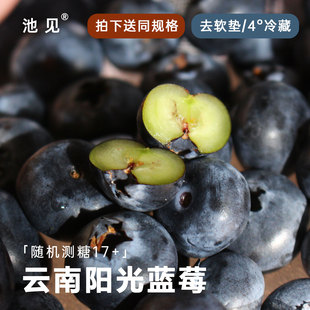 云南露天高原花香L25蓝莓自然生长脆甜微酸脆甜现摘新鲜空运 池见