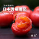 池见 日引秀福番茄土番茄西红柿新鲜蔬菜沙瓤番茄可生吃 自然成熟