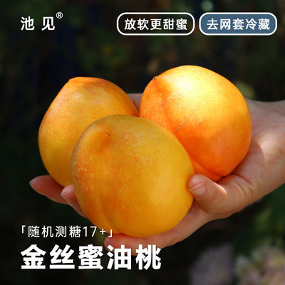 池见金丝蜜油桃黄金桃山东临沂现摘现发孕妇桃子新鲜水果顺丰快递