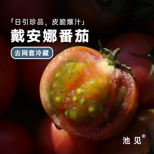 池见山东黛安娜草莓番茄西红柿新鲜现挖露天番茄生吃蔬菜水果柿子
