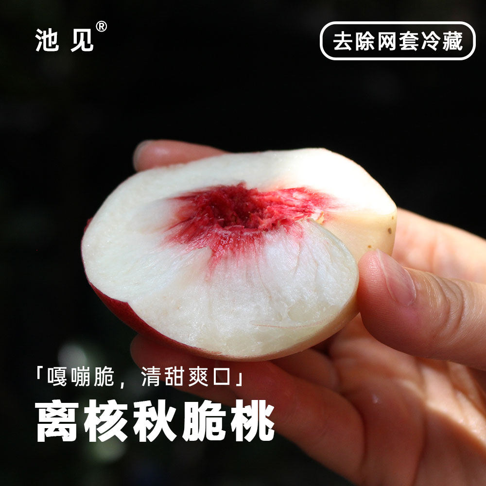 池见 山西秋雪离核脆桃当季新鲜水果桃子现摘现发嘎嘣脆清脆爽口,水产肉类/新鲜蔬果/熟食,桃,淘宝优惠券,粉丝福利购,淘宝优惠卷