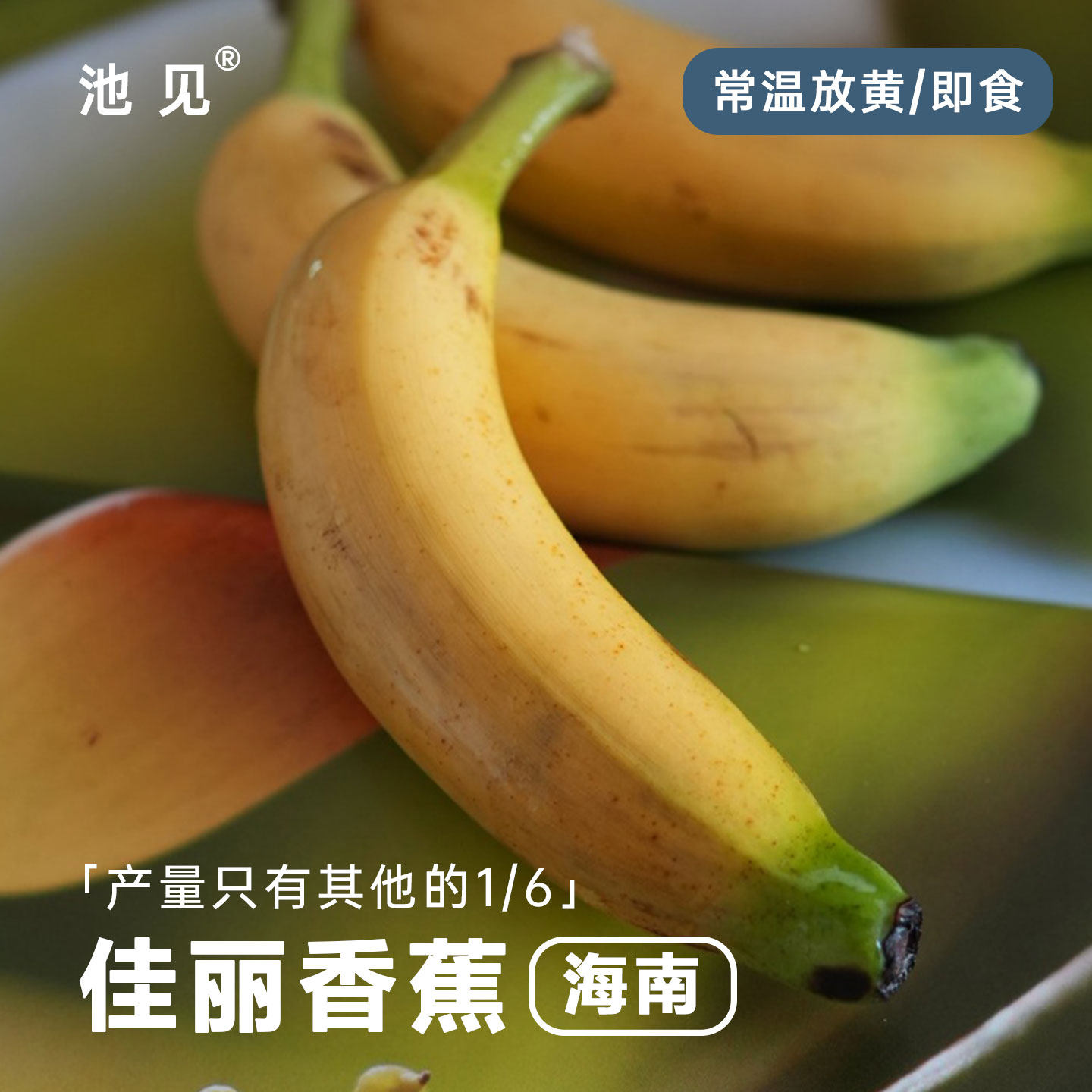 池见 佳丽拇指小香蕉当季新鲜水果黄香蕉小黄香蕉