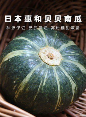 粉糯甜日本惠和一号栗味贝贝南瓜