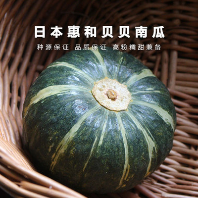 粉糯甜日本惠和一号栗味贝贝南瓜