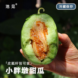 池见 高端新品种 小胖墩甜瓜爆甜新鲜现摘水果甜瓜本地小香瓜绿皮