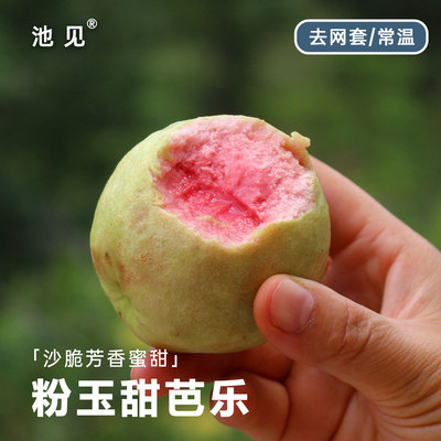 池见家绯玉甜芭乐清甜沙脆沙脆的