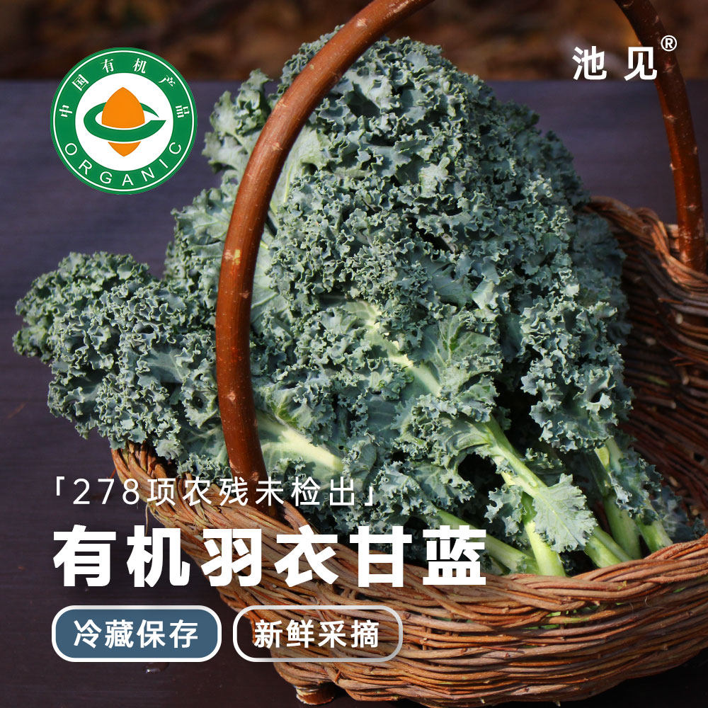 云南有机羽衣甘蓝新鲜现摘